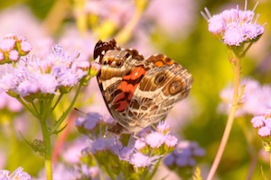 American Lady Butterfly